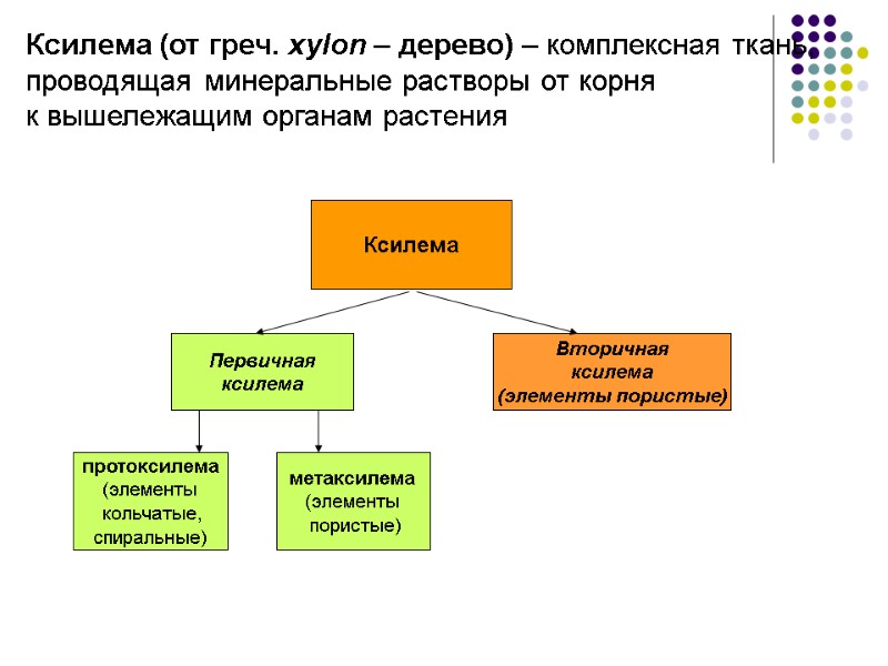 Ксилема (от греч. хylon – дерево) – комплексная ткань,  проводящая минеральные растворы от